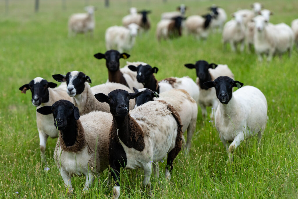 Sheep in a field looking at the camera. Sheep and goats will be one of many topics featured at the Hill Country Land Stewardship Conference on March 14-15.