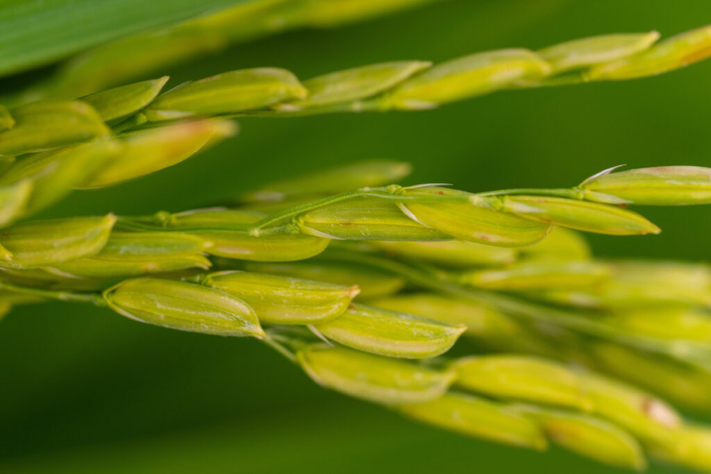 A close up of a rice panicle.