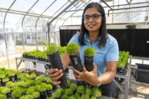 Ambika Chandra shows samples of turfgrass cultivars