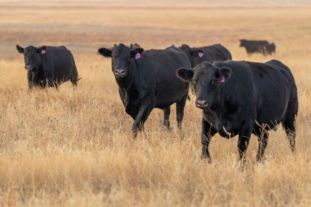 Cattle range on grassland