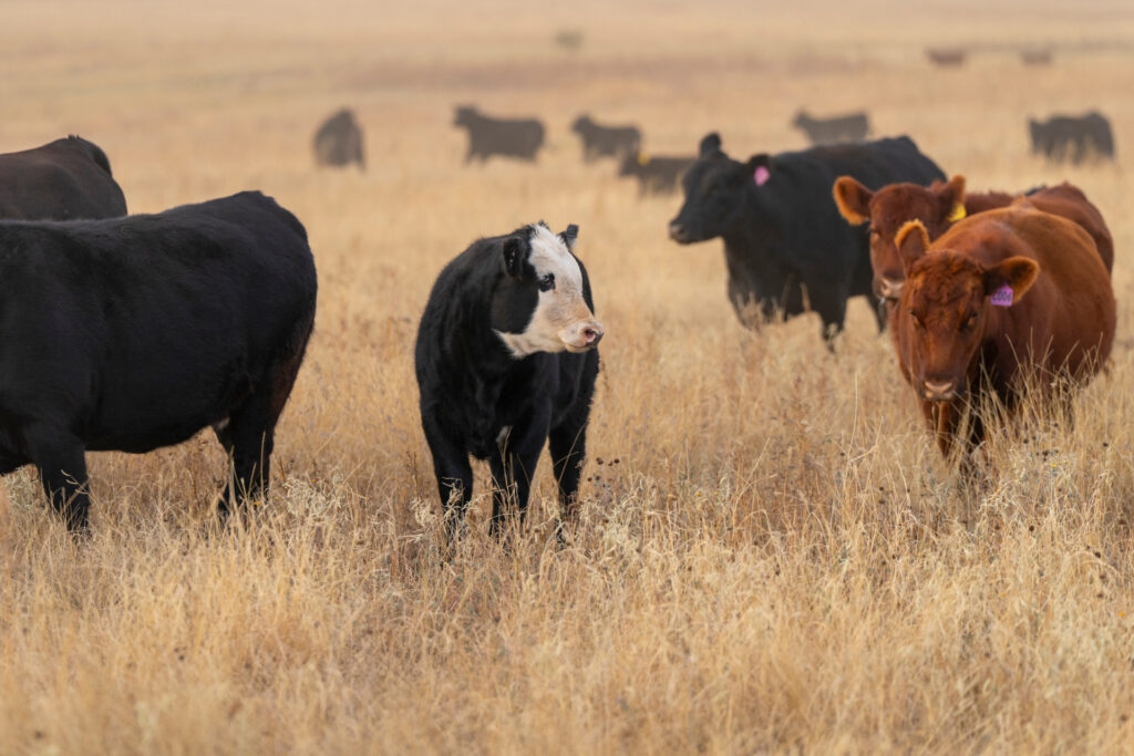 black and red cattle graze on dried grasslands