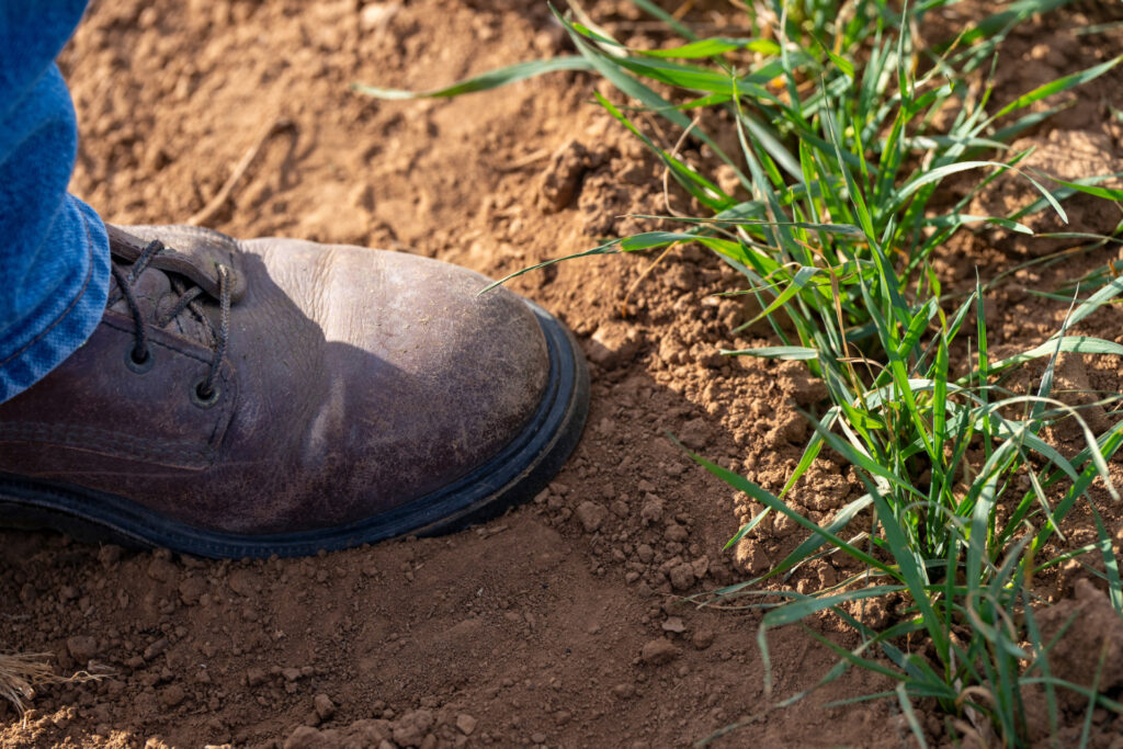 a man's boot is seen on soil in front of a patch of young, green wheat - climate-smart practices are needed