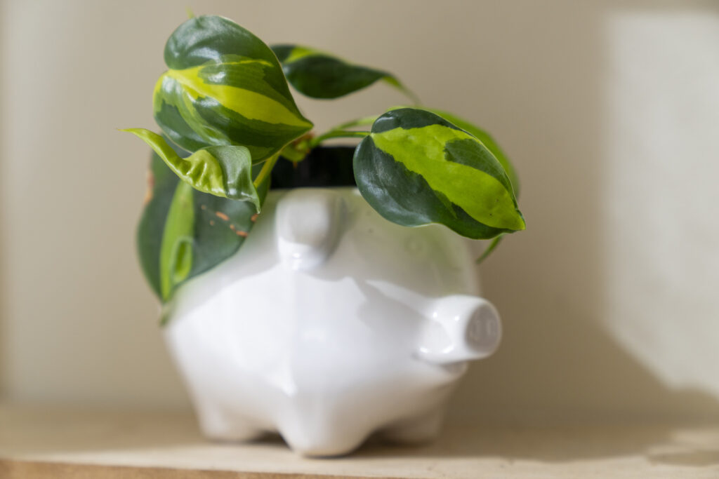 A Philodendron Brasil plant in a planter shaped like a pig