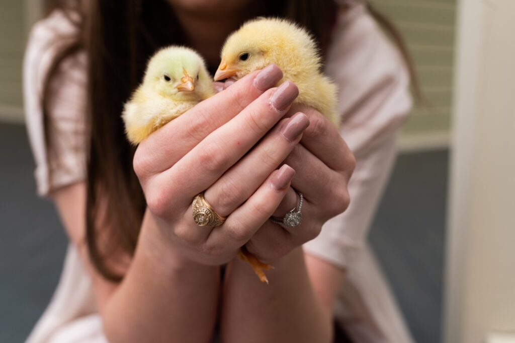 Ally Milby holding two small chicks in her hands. 