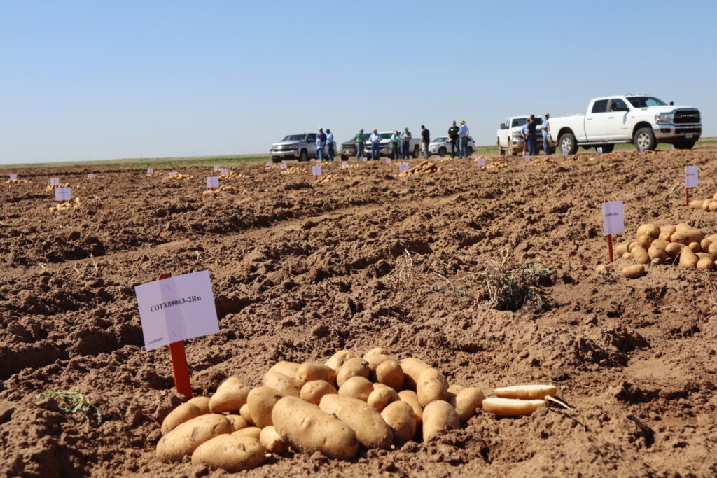 A pile of potatoes sits in a field during a field day - the COTX08063-2Ru sign indicating their variety number can be seen