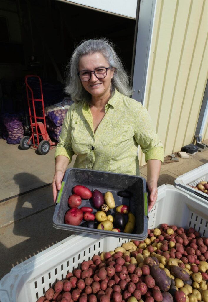 A lady, Isabel Vales, holds a tub of potatoes that shows a variety of red, purple, yellow and russet colored tubers above a larger bin full of potatoes bred by the Texas A&M Potato Breeding Program.