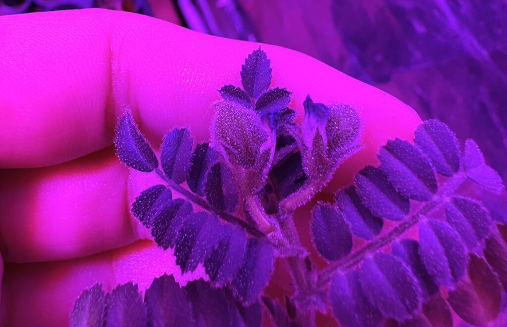 A pink and purple hued photo shows a plant with chickpea seed at the top. The plant was grown in moondust