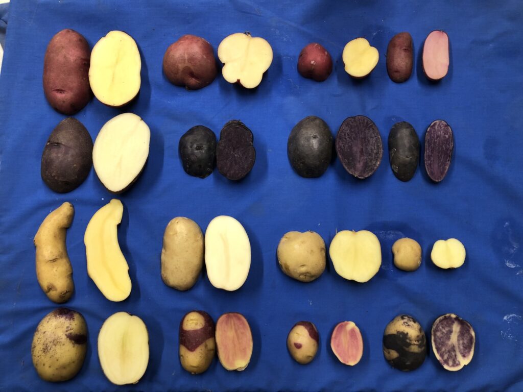 a wide variety of sizes and colors of potatoes are laid out against a blue background. The potatoes are cut in half to show the inside color of the flesh and the outside color of the skin