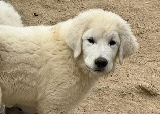 A fluffy white Maremma puppy. Maremma are used to guard livestock and as family pets.