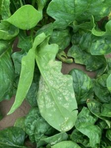 White spots on spinach leaves, indicating white rust disease.