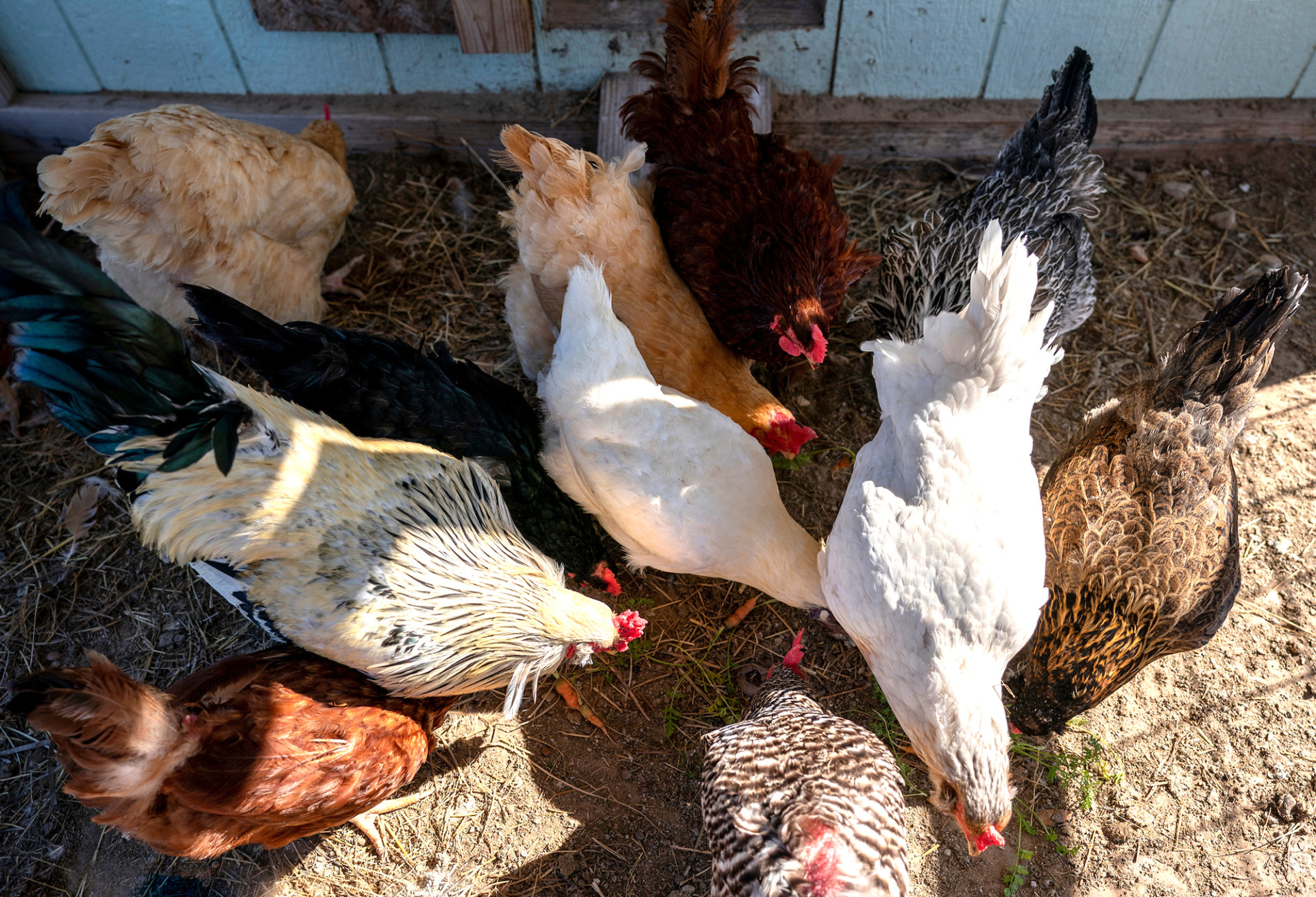 What is avian influenza?