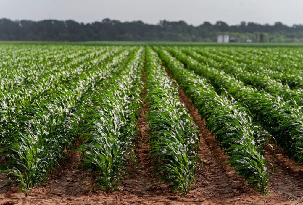 Rows of immature corn plants. 