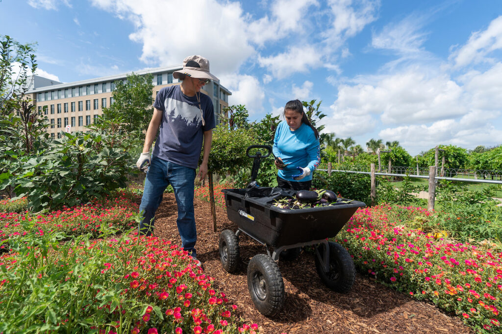 Two people are working in a garden. Participants will learn how to establish and maintain their own lawns and gardens during the Lawn and Garden 101 course series that will begin March 7 in Georgetown.