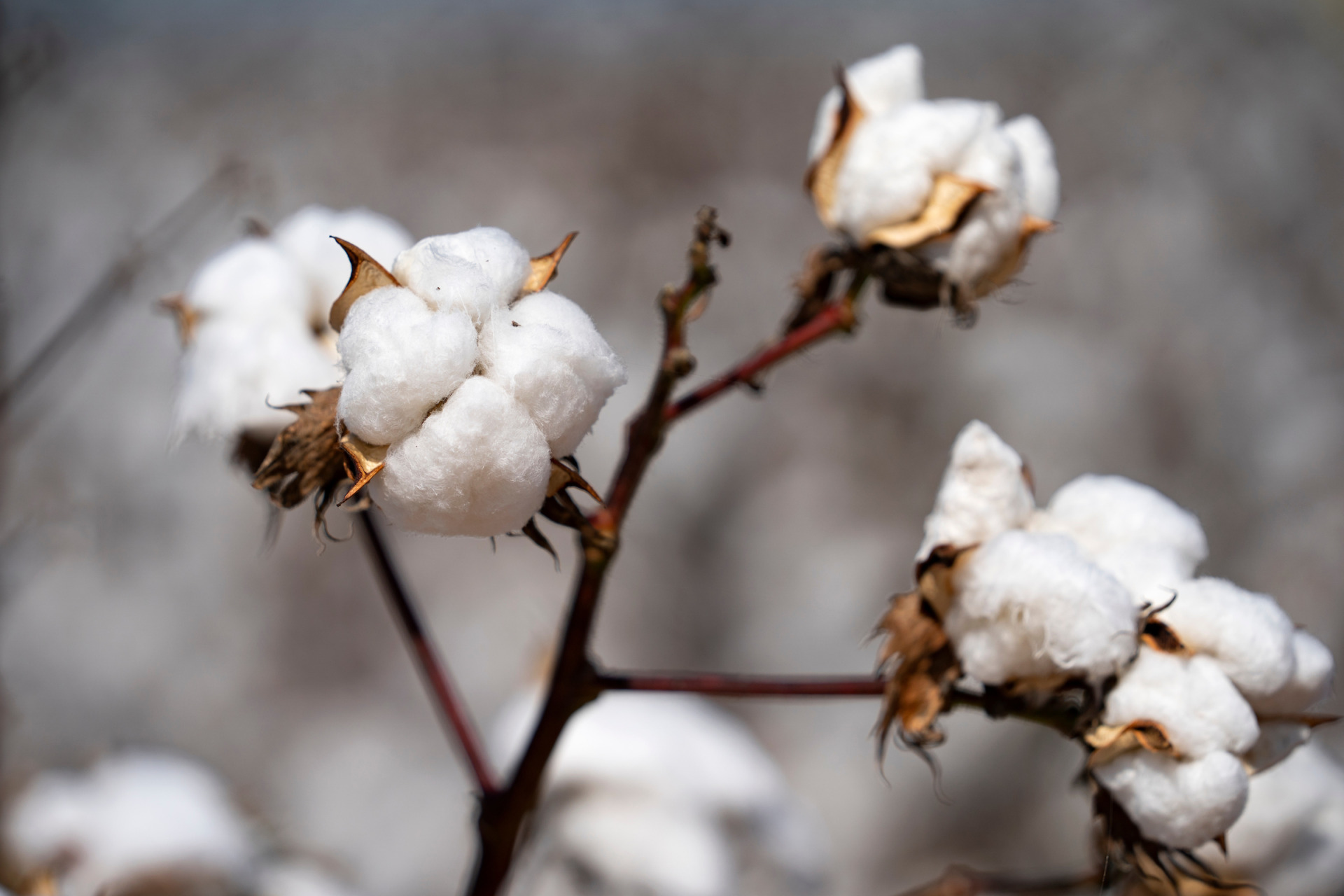 A drive to make U.S. a leader in organic cotton