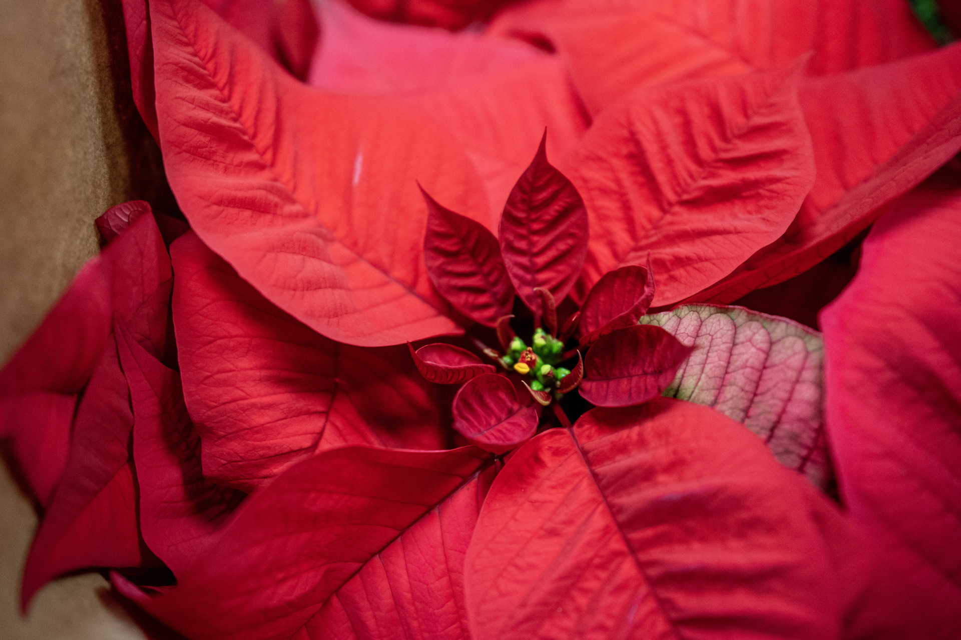 Setting your poinsettias up for success