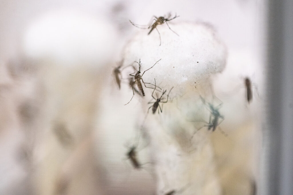 Mosquitoes on cotton in a lab. Participants in the Pesticide Applicator Training for Public Health program will be able to learn how to safely apply pesticides for controlling mosquitoes and other pests in the state's cities, towns and counties. 