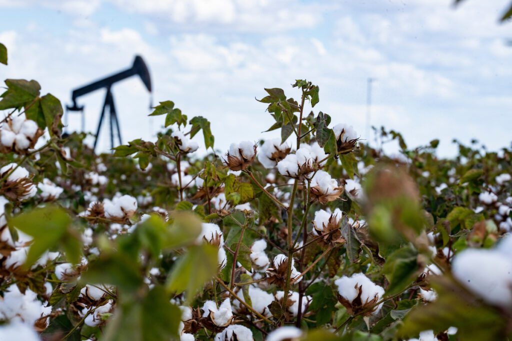 A cotton field. The profitability spreadsheet workshops will help producers to use profitability spreadsheets for budgeting profitability in crops.