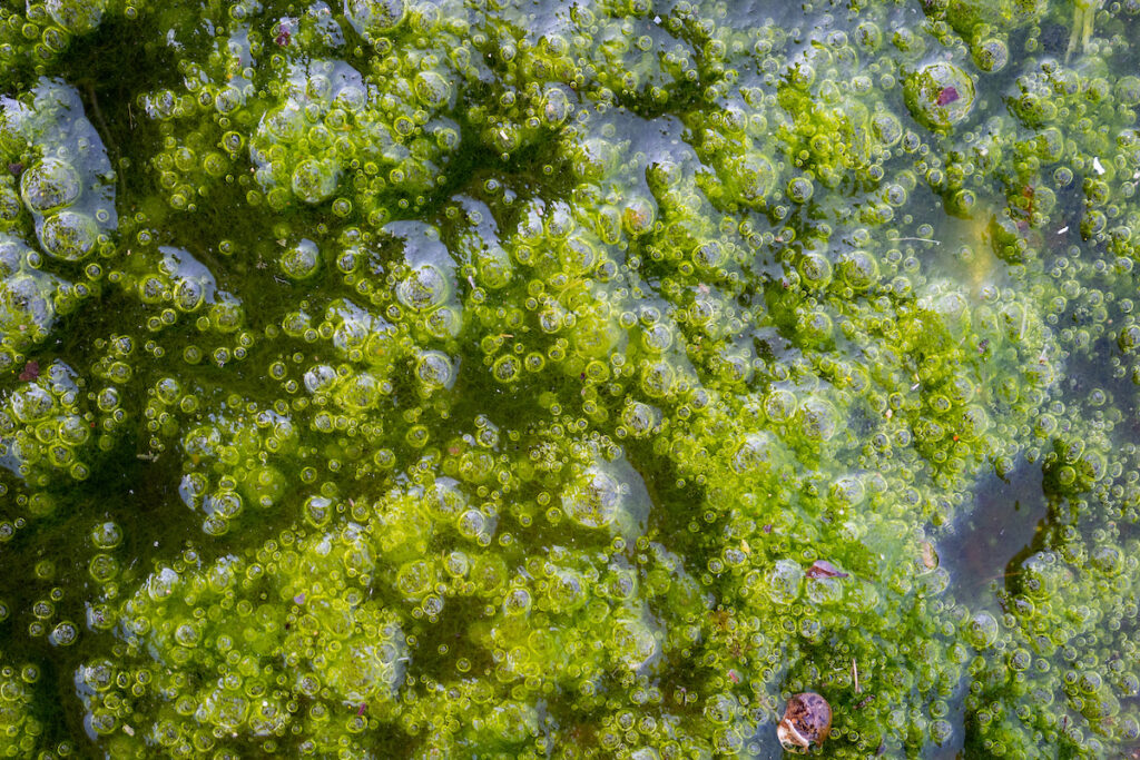 Algae: Identification and control webinar March 19 - AgriLife Today