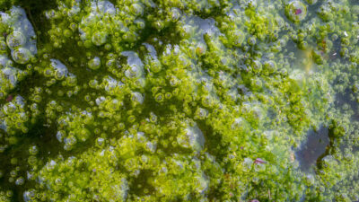 A closeup of green algae.