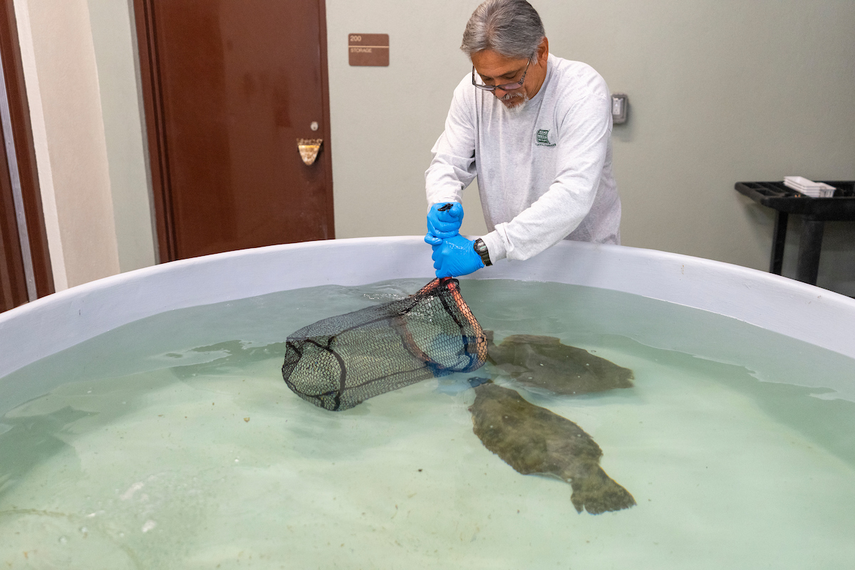 Stock enhancement program shows promise in enhancing Texas’ southern flounder population