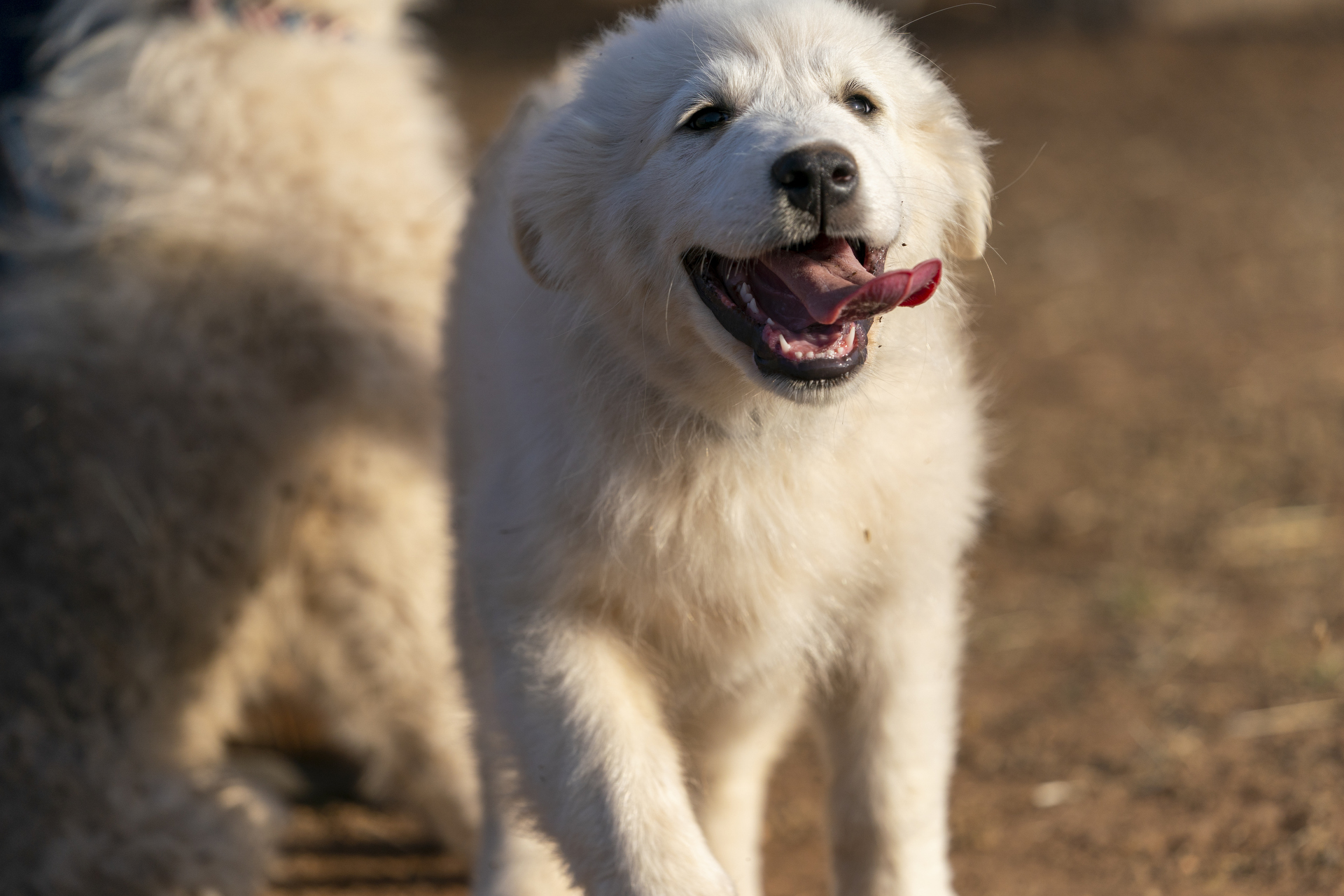 Livestock guardian dogs: Unsung heroes of the livestock protection business