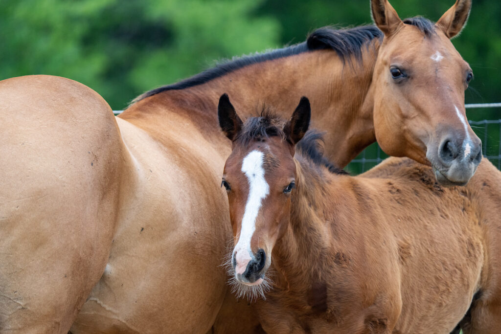 A horse and foal at a farm. The ONE HERD symposium on June 25-27 will help teach veterinary science skills to educators by offering hands-on activities, expert talks and networking opportunities to participants.  