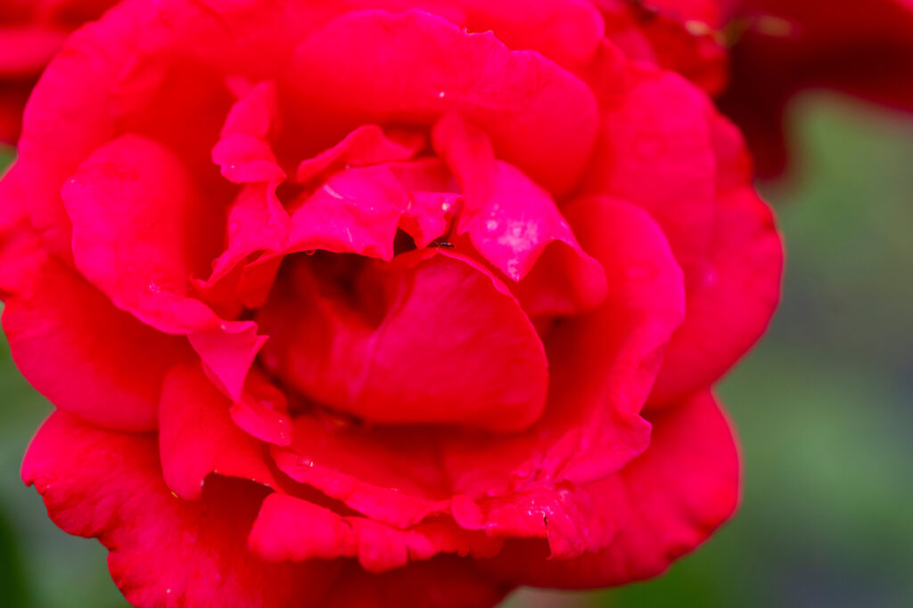 A red and fuschia rose bloom up close with many petals.