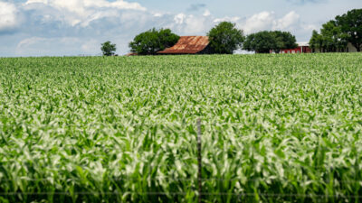 Corn in a field with a barn in the background.