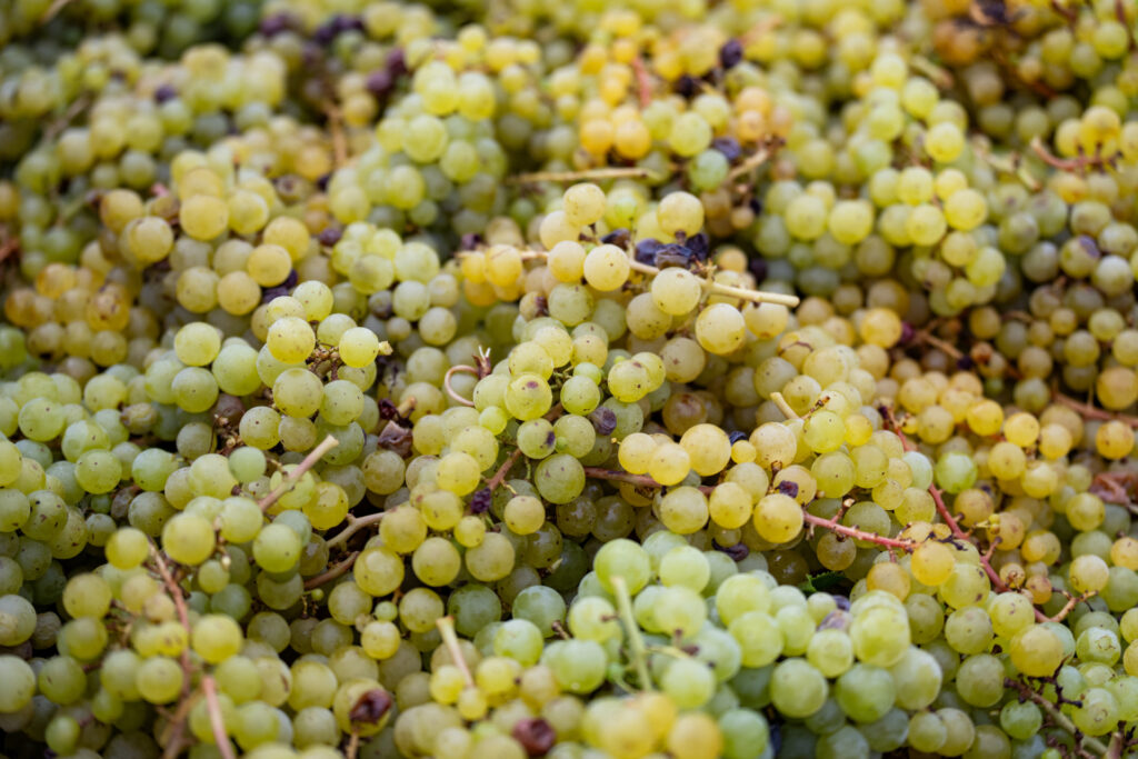 Up close image of wine grapes.