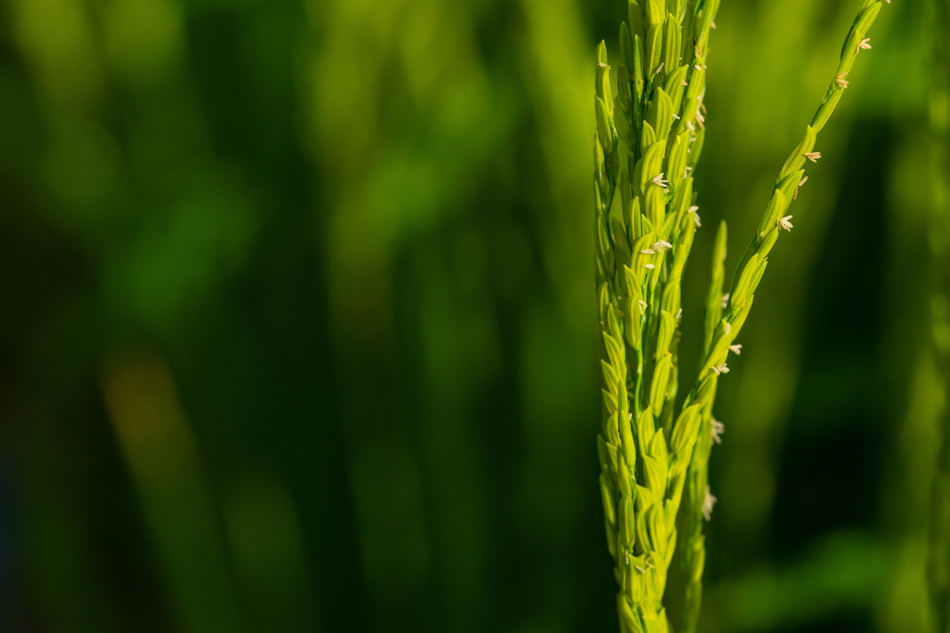 Texas rice crop conditions mixed amid volatile global market