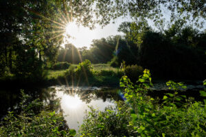 The sun shines through dense vegetation over a pond.