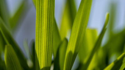 Up close photo of turfgrass.