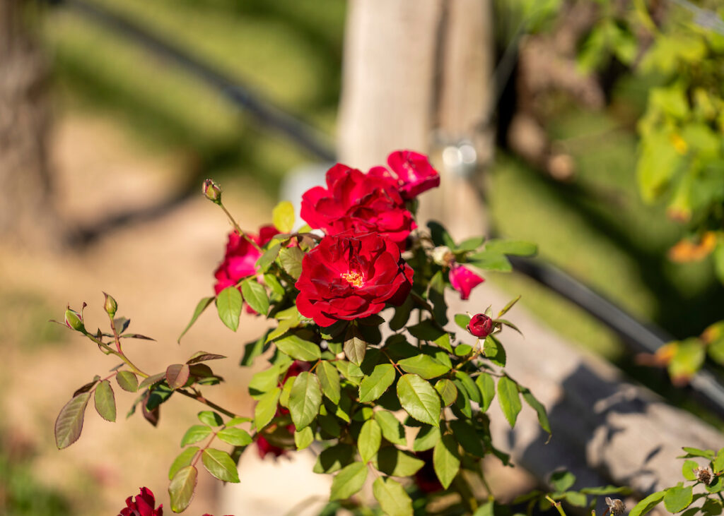 A red rose bush growing by a wooden post at The Gardens at Texas A&M.
