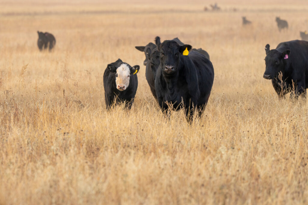 Black Angus acattle standing in a pasture. 