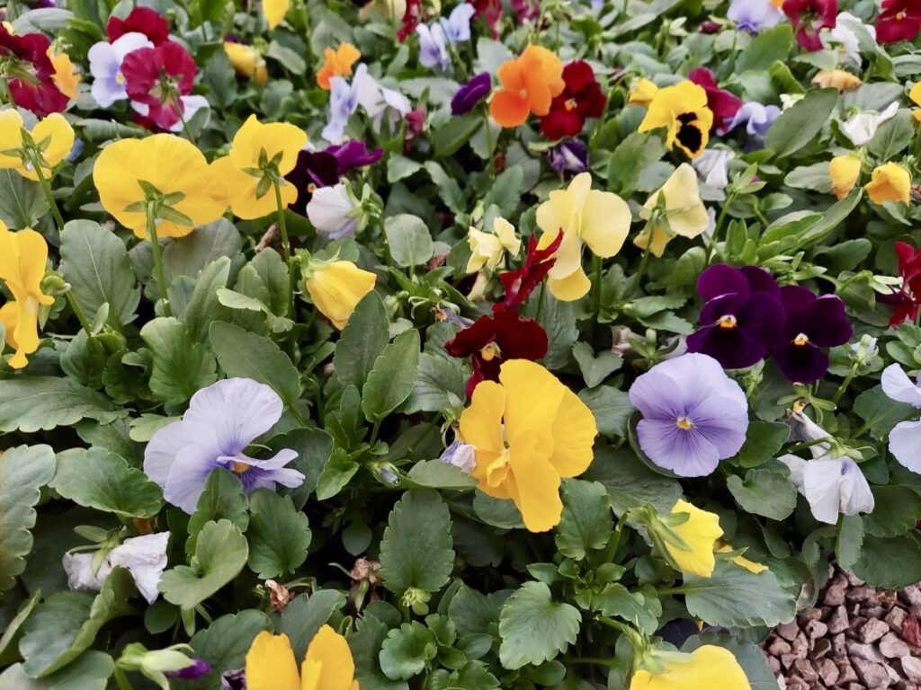 A landscape bed with pansies of a variety of colors from orange and yellow to deep purple and maroon. 