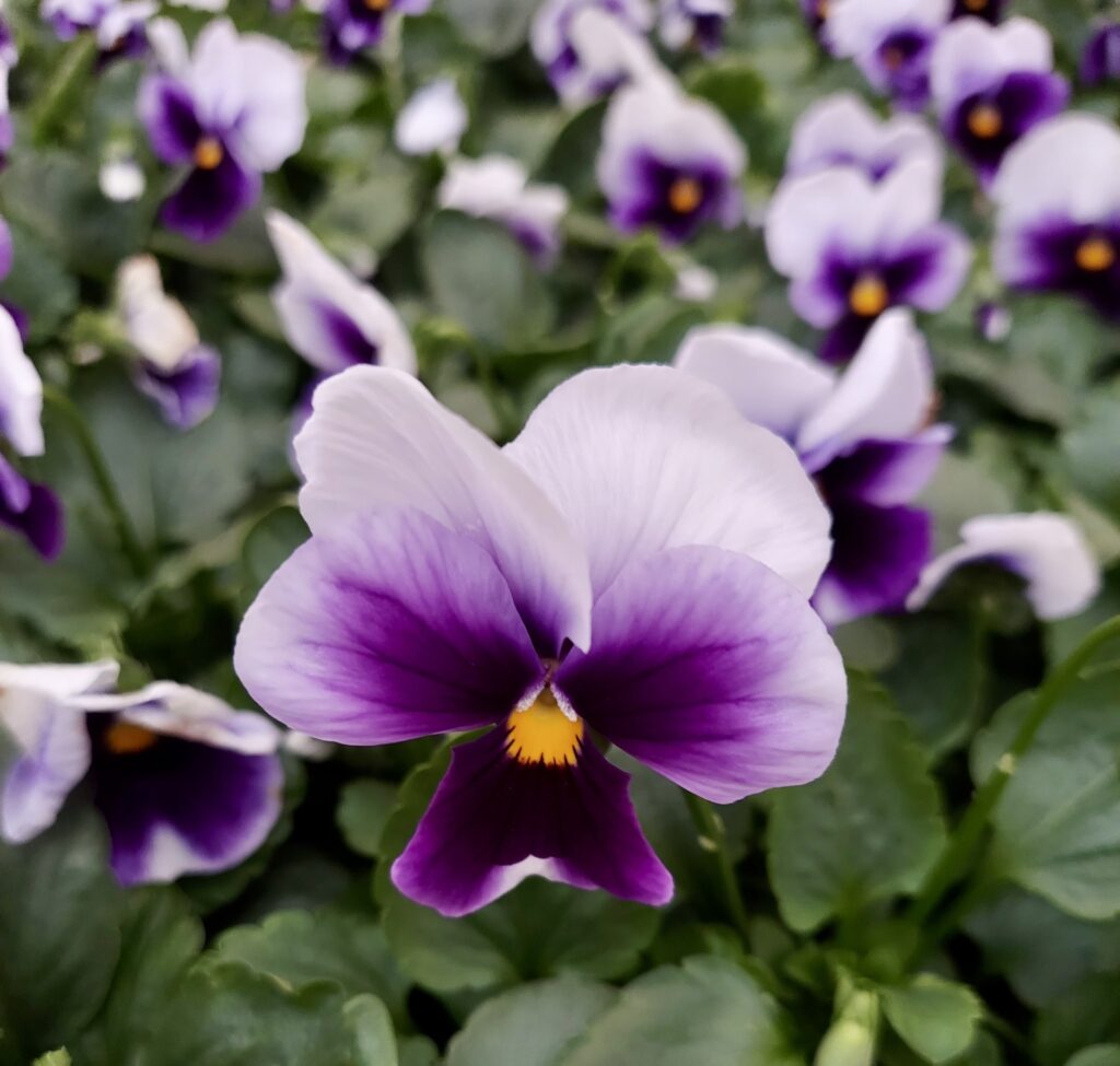 A closeup of a pansie with dark purple face and lighter purple petals. 