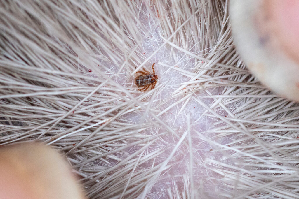 A tick is seen on an animal. Participants of the vector management continuing education course will learn about mosquitoes and ticks and the latest control and management techniques to control each. 