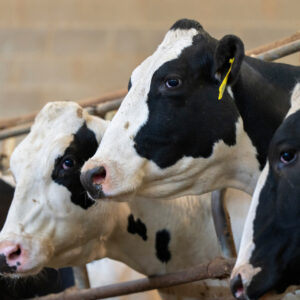 Dairy producers look for positives in 2024