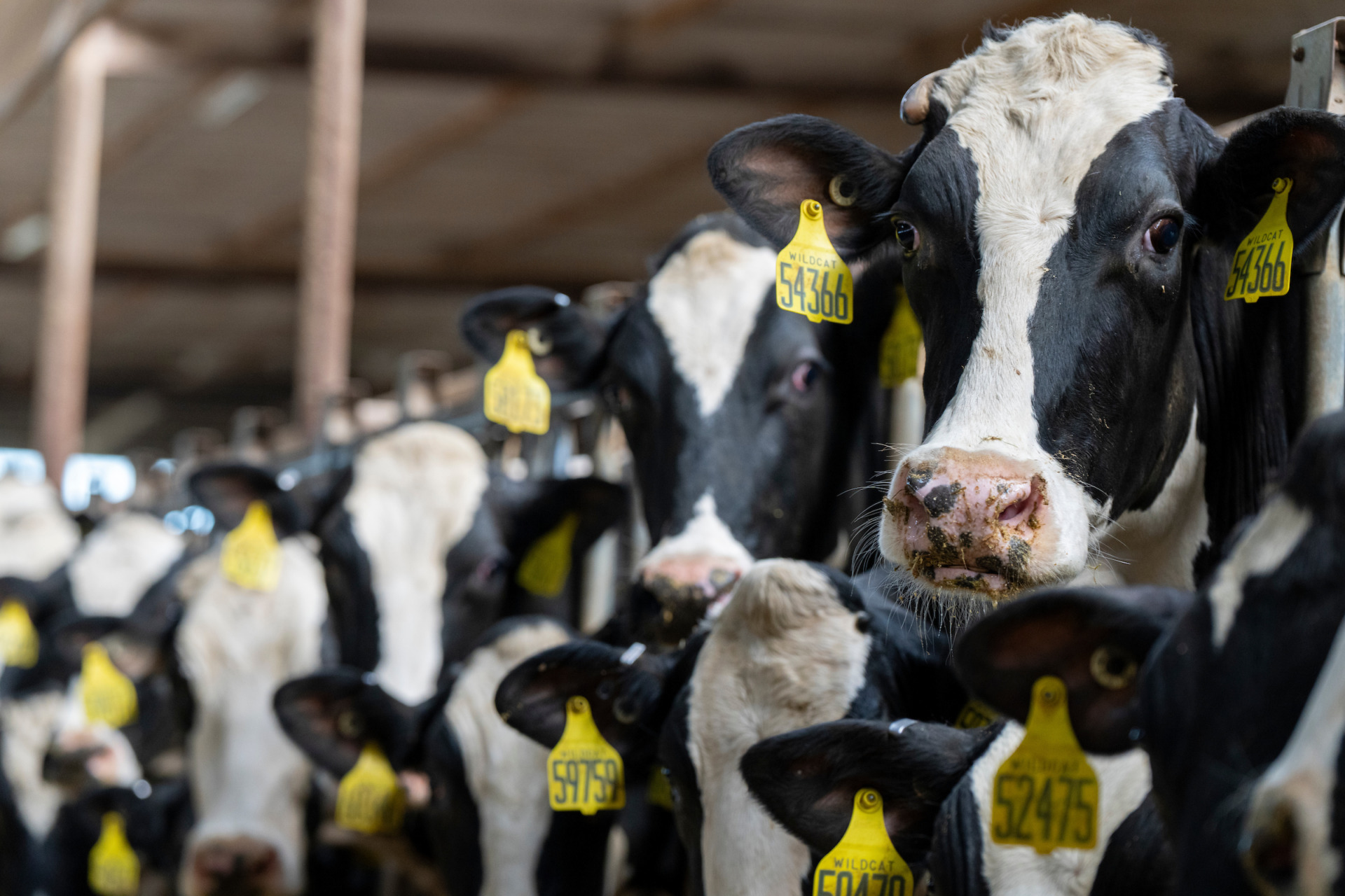 The search for thermotolerant dairy cows