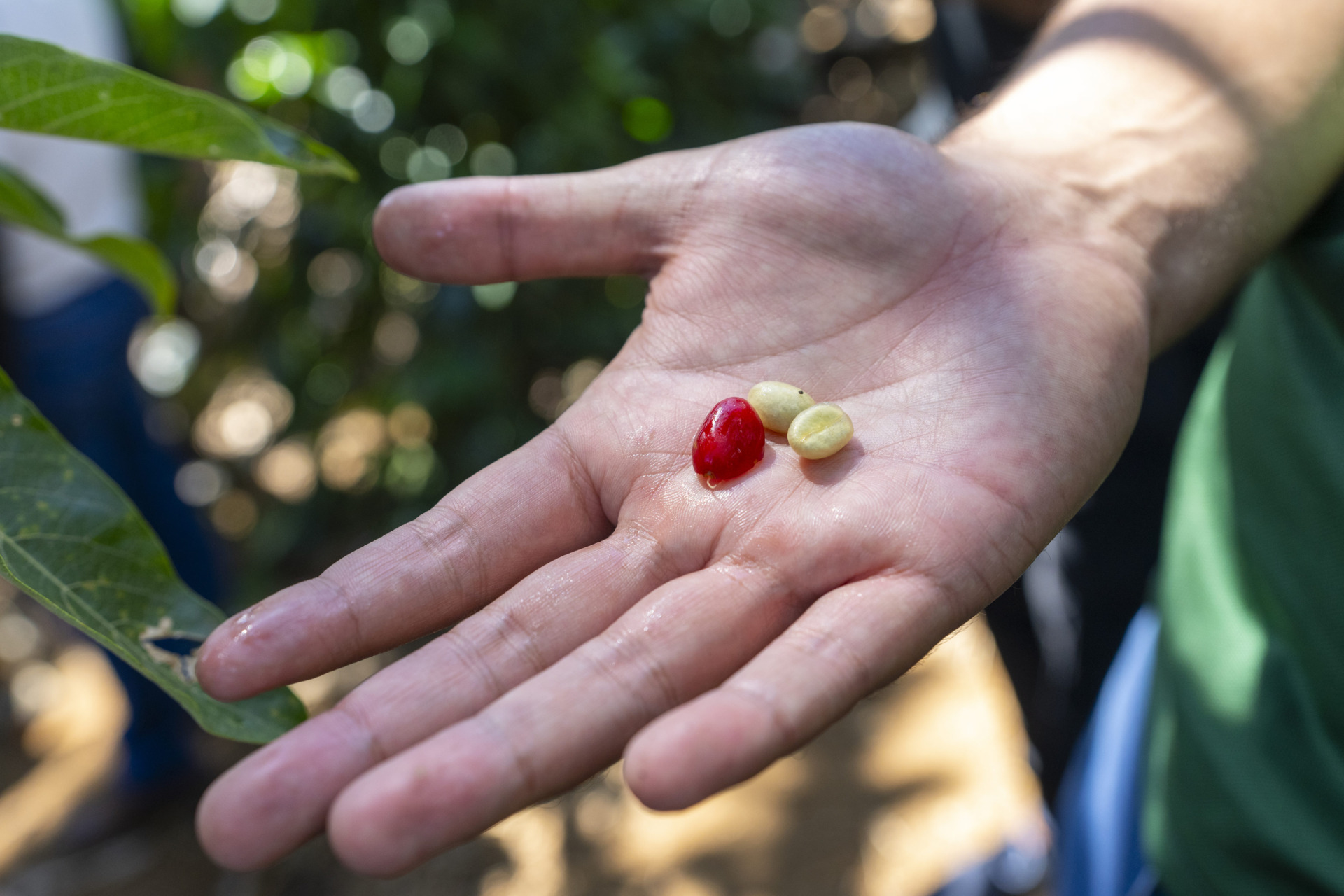 A hand holding coffee beans that have been removed from the fruit