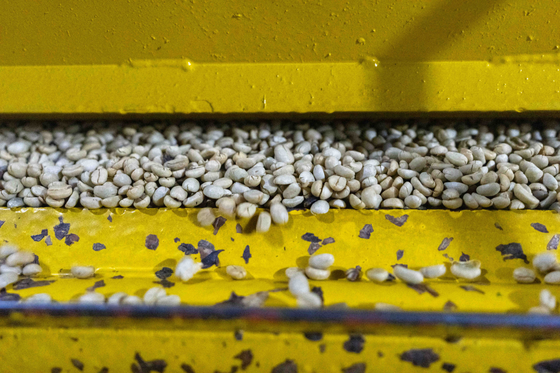 Coffee beans are sorted by machine
