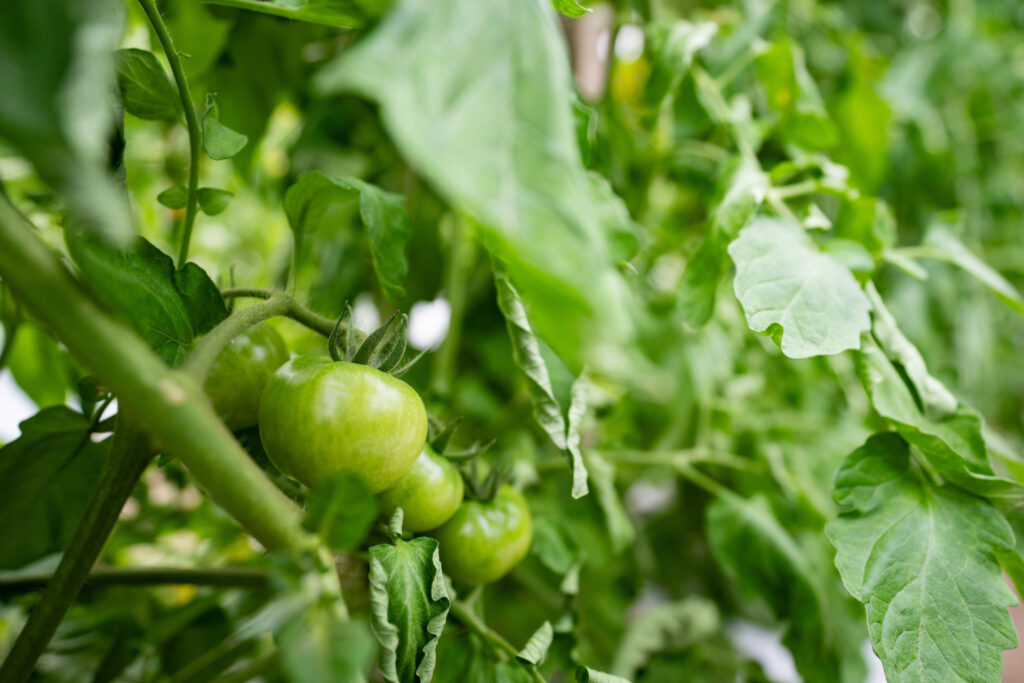 green tomatoes grow on green plants in a vegetable garden