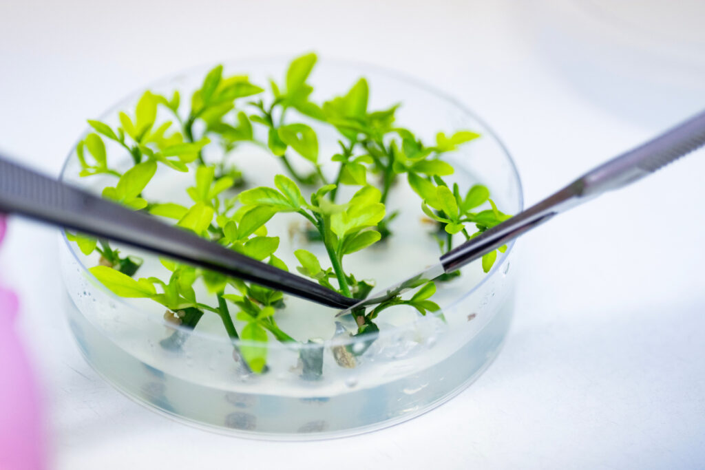 a petri dish with young plants and two instruments reaching in and separating the plants.