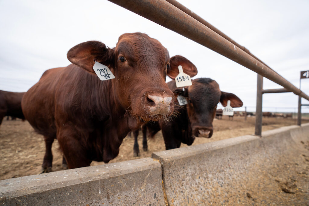 Bulls looking out from a cattle pen. Producers will be able to learn the latest trends and innovations to help them better navigate the ever-changing beef industry during the March 7-8 Southwest Beef Symposium in Roswell, New Mexico. 