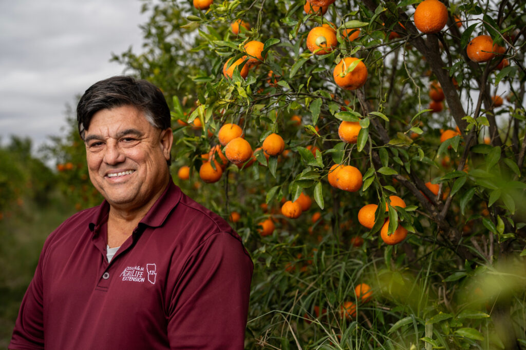 Dr. Juan Anciso wearing a maroon shirt, stands next to an orange tree. 