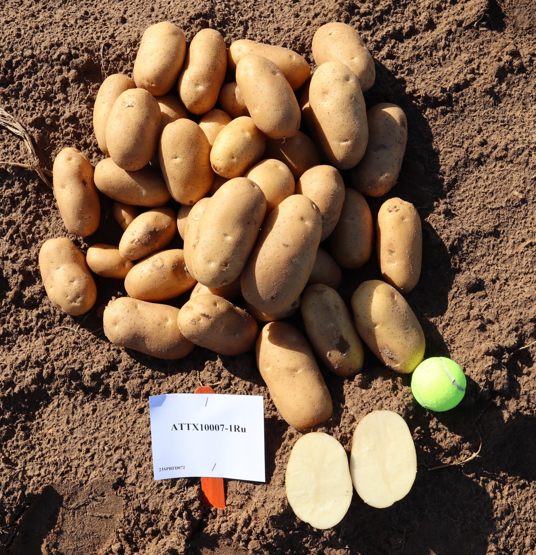 Texas A&M Potato Breeding Program highlights market, varietal expansions