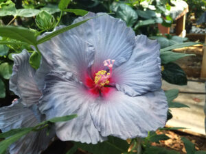 A blue hibiscus flower with a pink center