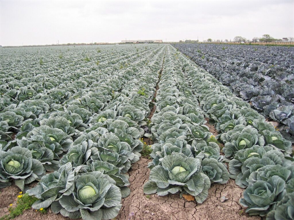 Rows of leafy cabbage in a field. 