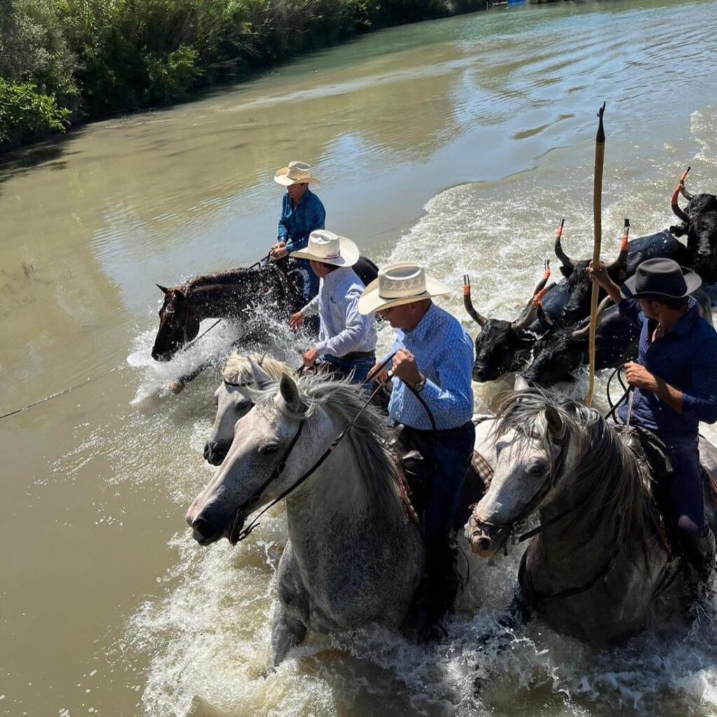 A cowboy gives a penning demonstration on horseback with cattle in a river in France.