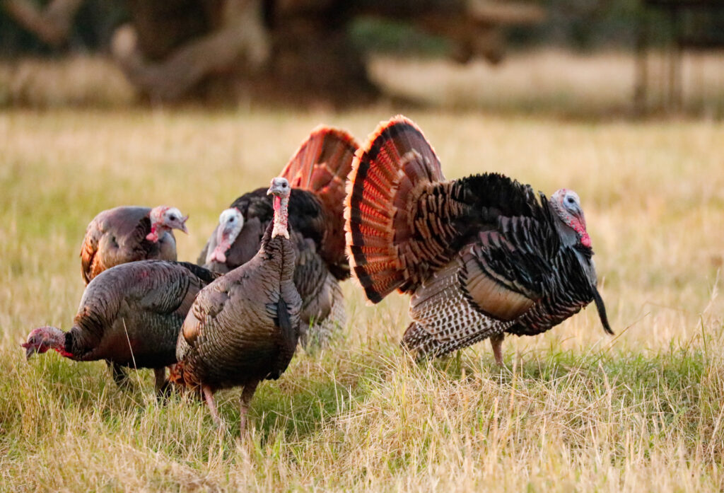 Five turkey stand in a field. Two of the turkey are males displaying their tail feathers. 